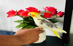 Cockatiels birds for sale: Tame cockatiels for New Home - Image 1