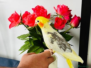 Cockatiels birds - Advert 24