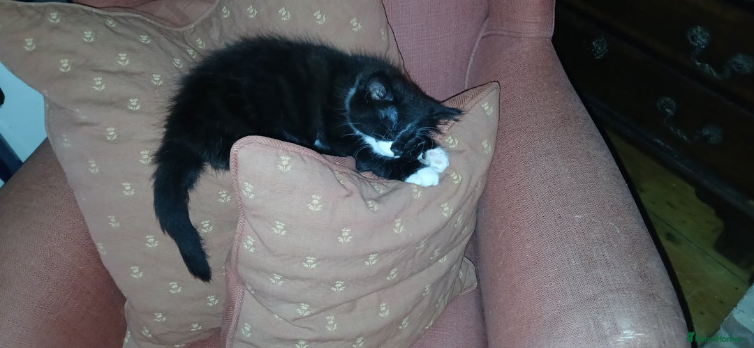 Domestic Shorthair cats for sale: Kittens for sale  - Image 7