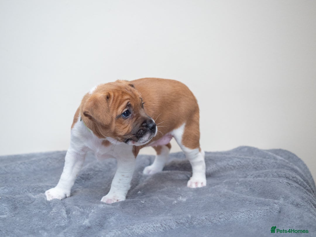 Plummer Terrier dogs for sale: Lovely Plummer Pupps - Advert 27