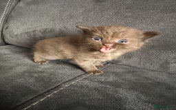 British Shorthair cats for sale: Kittens British shorthair mixed  - Image 20