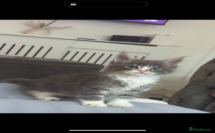 Maine Coon cats - Advert 1