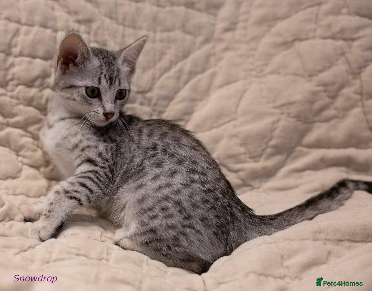 Egyptian Mau cats Delightful Egyptian Mau looks for family home - Advert 2