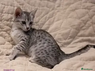 Egyptian Mau cats Delightful Egyptian Mau looks for family home - Advert 2
