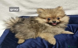 Pomeranian dogs for sale: Pomeranian  - Image 13