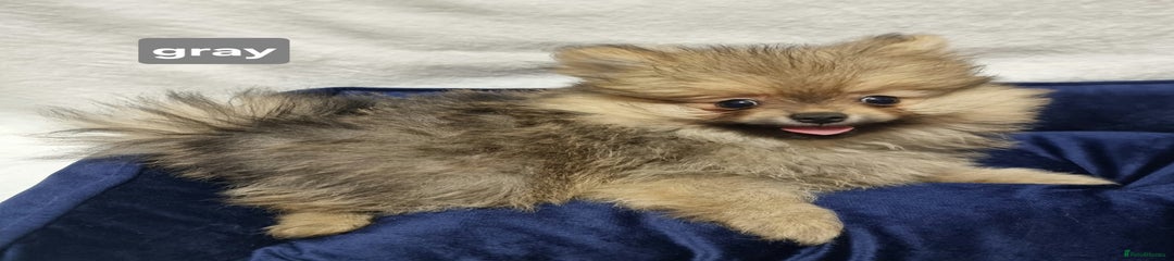 Pomeranian Puppy 2  (GRAY) 