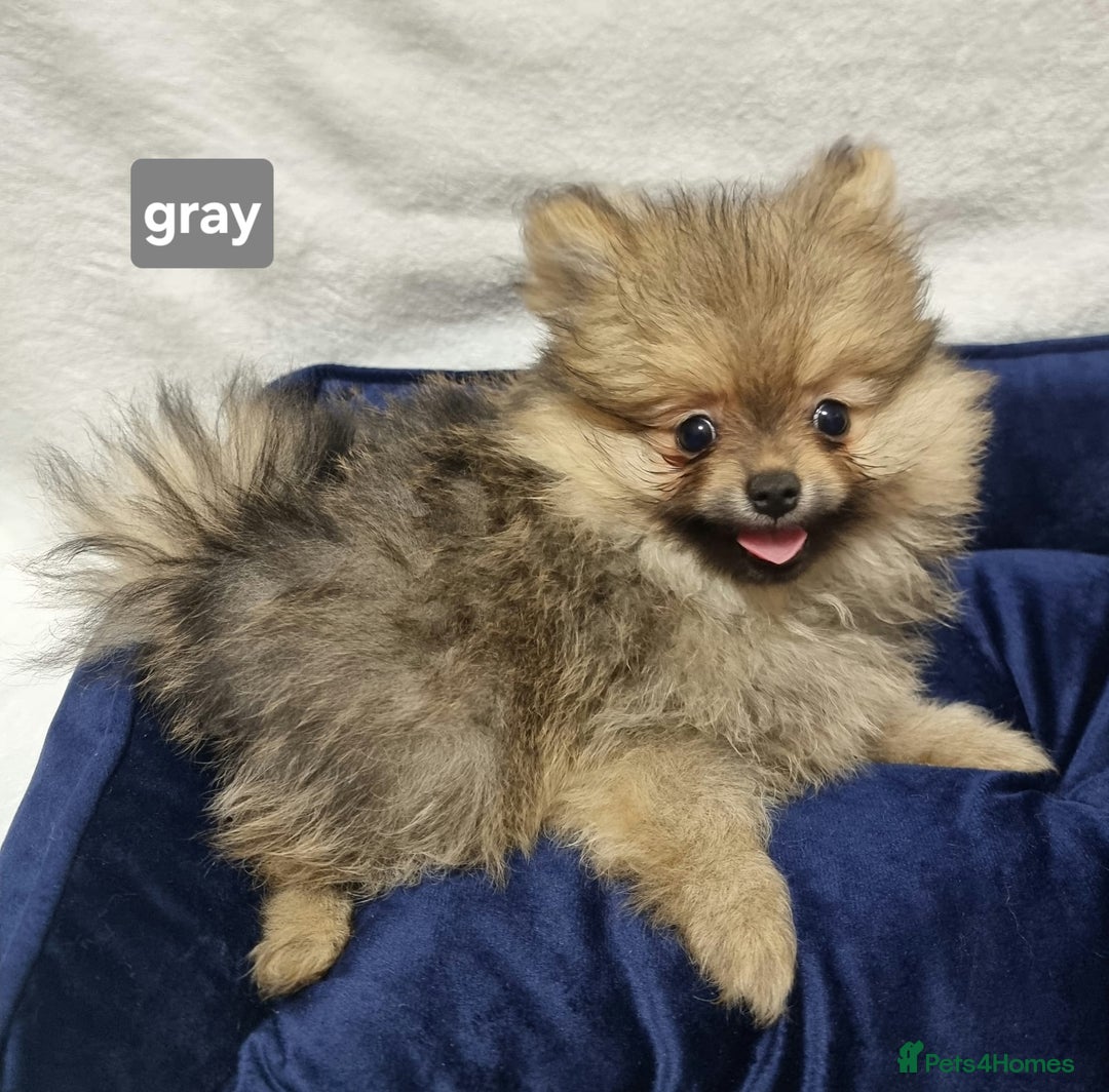 Pomeranian dogs for sale: Pomeranian  - Image 13