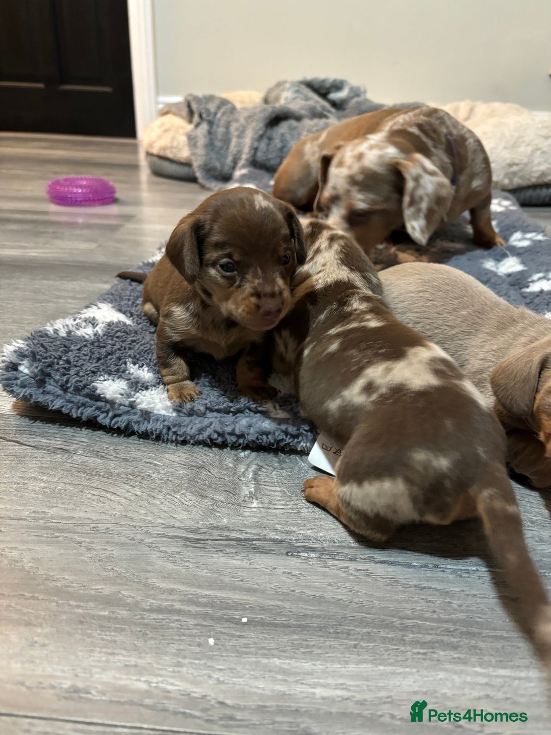 Dachshund dogs for sale: 5* DACHSHUND PUPPIES  - Advert 9