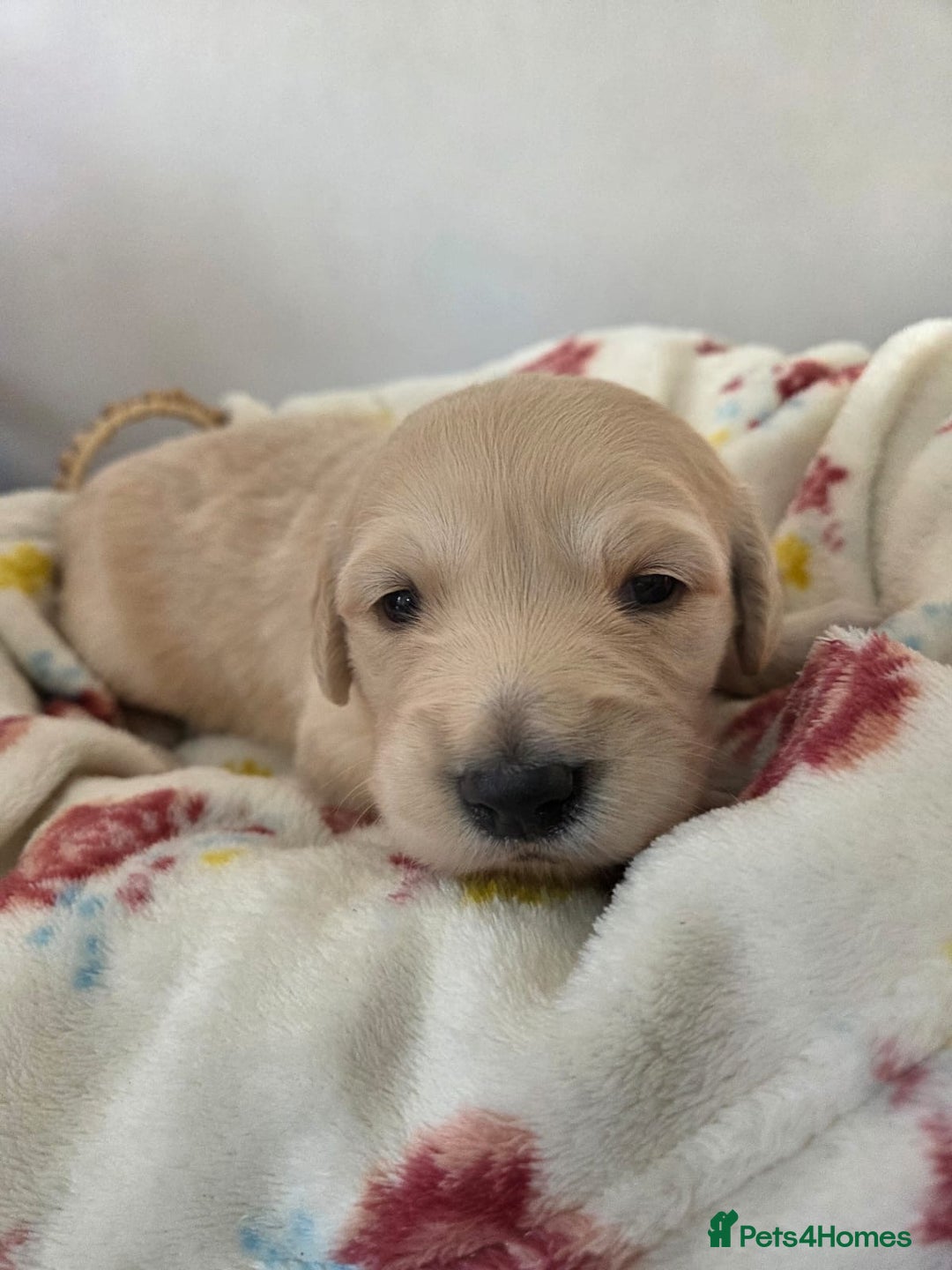 Golden Retriever dogs for sale: 5 golden retriever puppies  - Advert 4