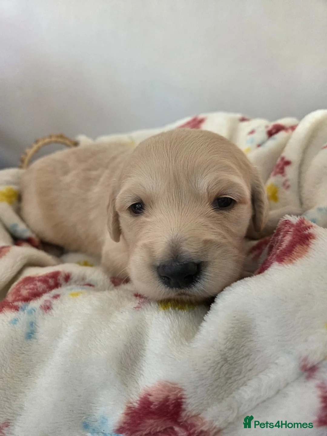 Golden Retriever dogs for sale: 5 golden retriever puppies  - Advert 4