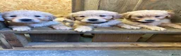 Golden Retriever dogs for sale: Stunning KC Golden Retriever Pups READY NOW - Advert 9
