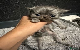 Persian cats for sale: 4 stunning persian kittens  - Image 3