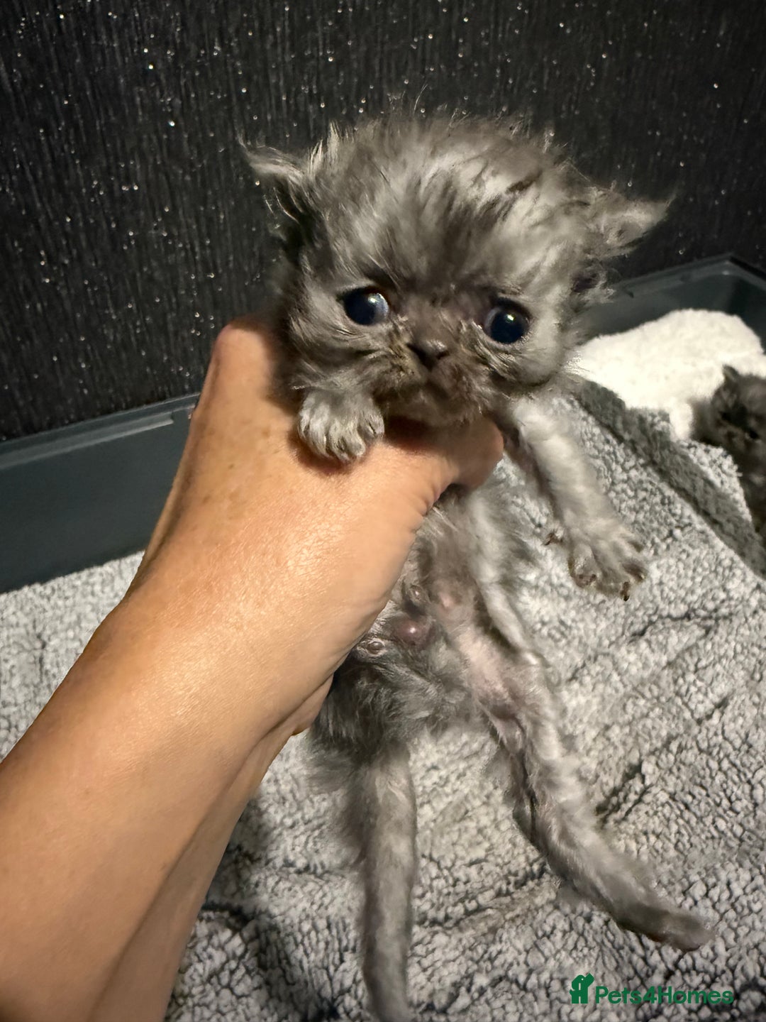 Persian cats for sale: 4 stunning persian kittens  - Image 3