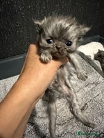 Persian cats - Advert 8