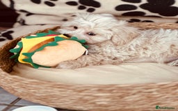 Maltipoo dogs for sale: F1 Toy Maltipoo puppys   - Image 32