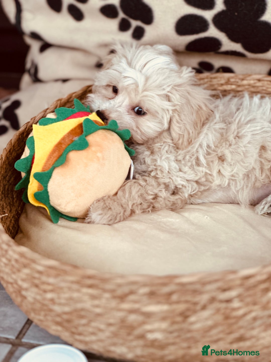 Maltipoo dogs for sale: F1 Toy Maltipoo puppys   - Image 32
