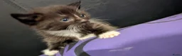 Mixed Breed cats for sale: Fluffy Black & White Tuxedo Kittens Ready 9 July  - Advert 5