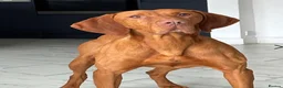 Hungarian Vizsla dogs for stud: Imported Proven KC Stud – Vadaszfai Csete  in Evesham - Advert 3