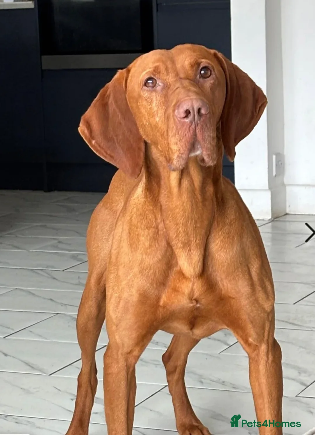 Hungarian Vizsla dogs for stud: Imported Proven KC Stud – Vadaszfai Csete  in Evesham - Advert 3