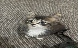 European cats for sale: Adorable kittens for sale  - Image 2
