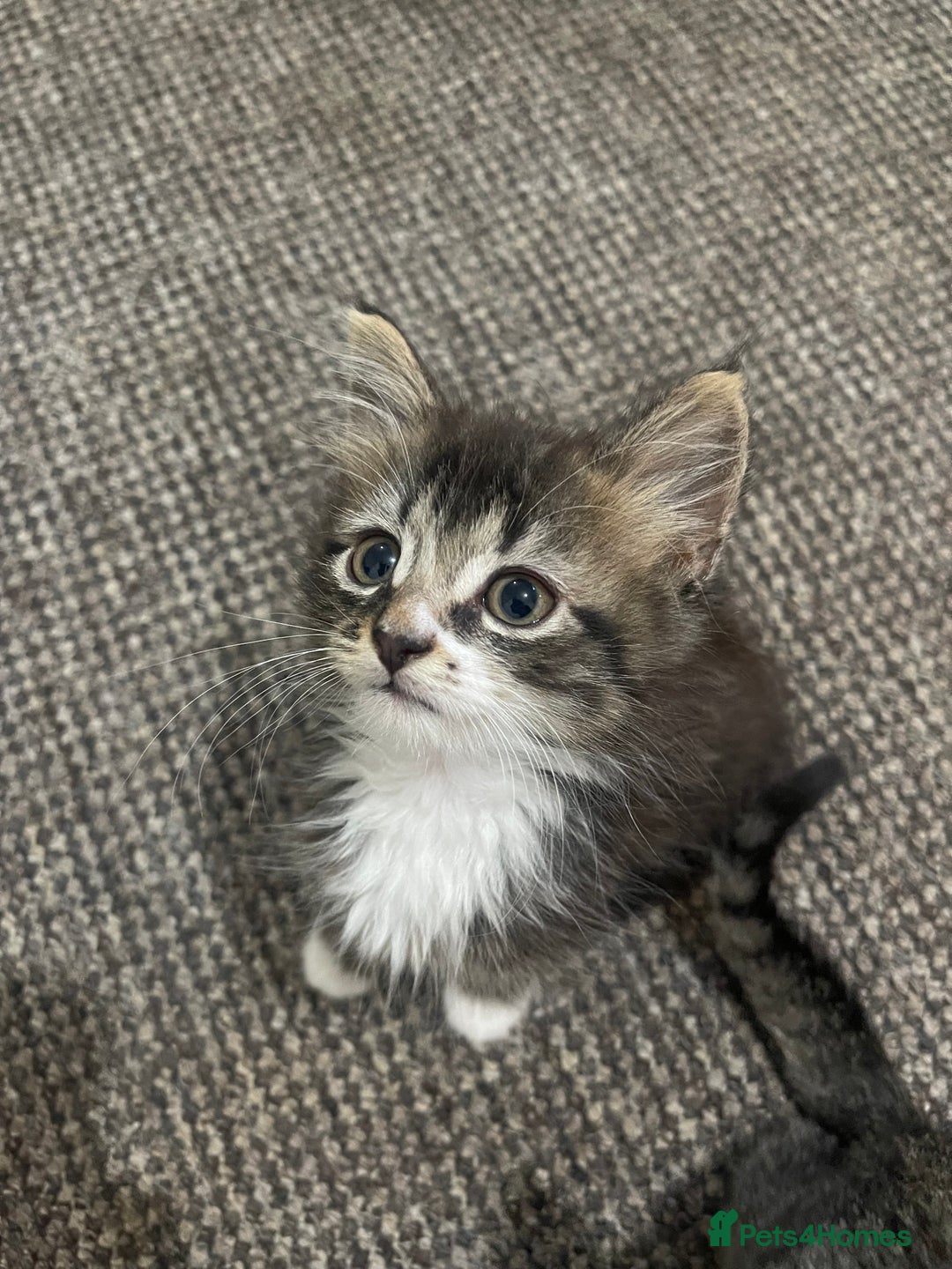 European cats for sale: Adorable kittens for sale  - Image 2