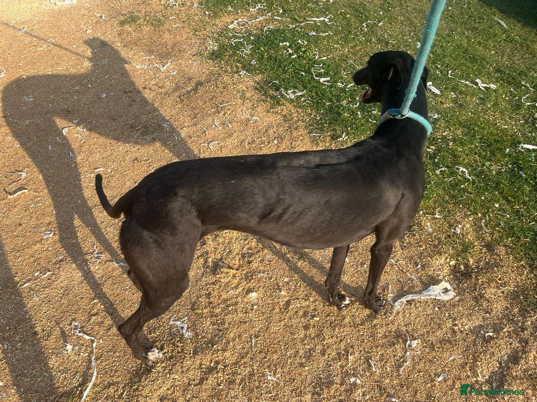 Greyhound dogs for sale: Boe ex racing bitch - Advert 3