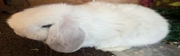 Mini Lop rabbits for sale: Exceptional BRC babies - Advert 10