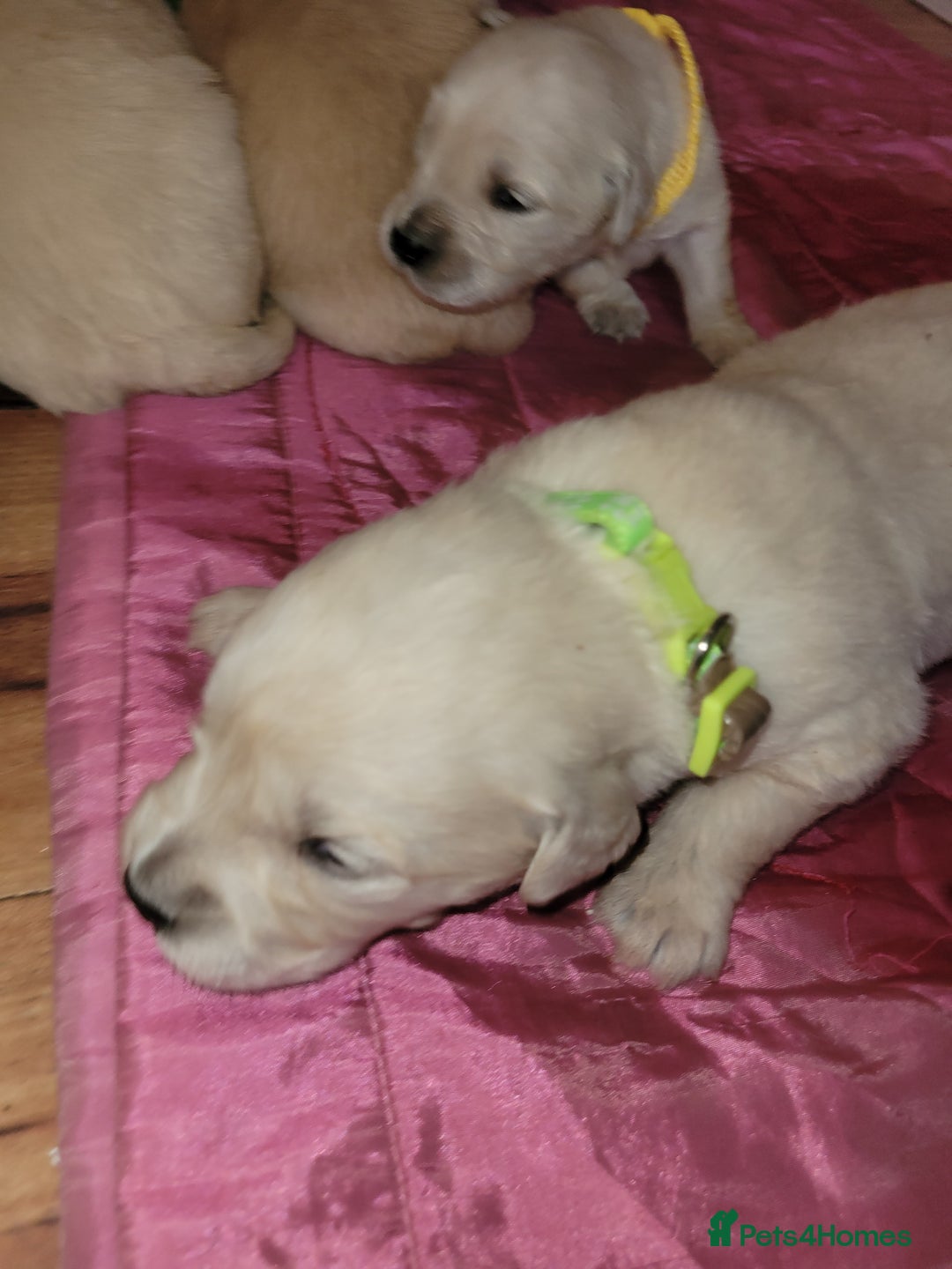 Golden Retriever dogs for sale: Golden Retriever - Advert 10