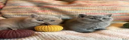 British Shorthair cats for sale: British Shorthair Girls - Advert 17