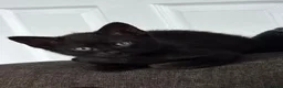 Domestic Shorthair cats for sale: 3 kittens ready to go now in Wickford - Advert 2