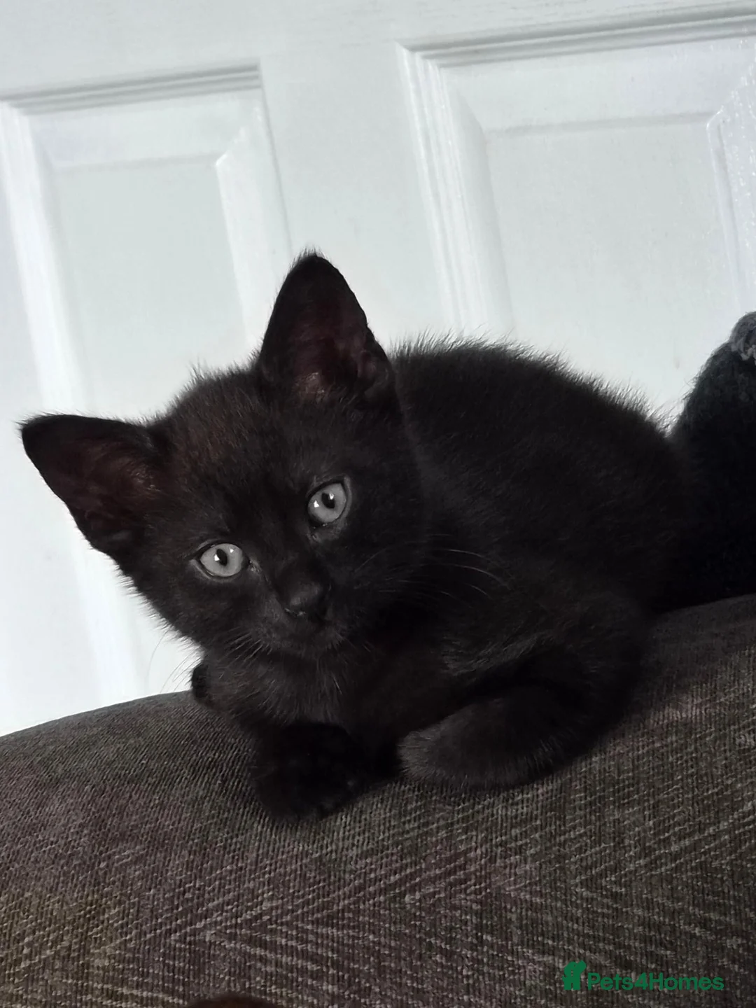 Domestic Shorthair cats for sale: 3 kittens ready to go now in Wickford - Advert 2