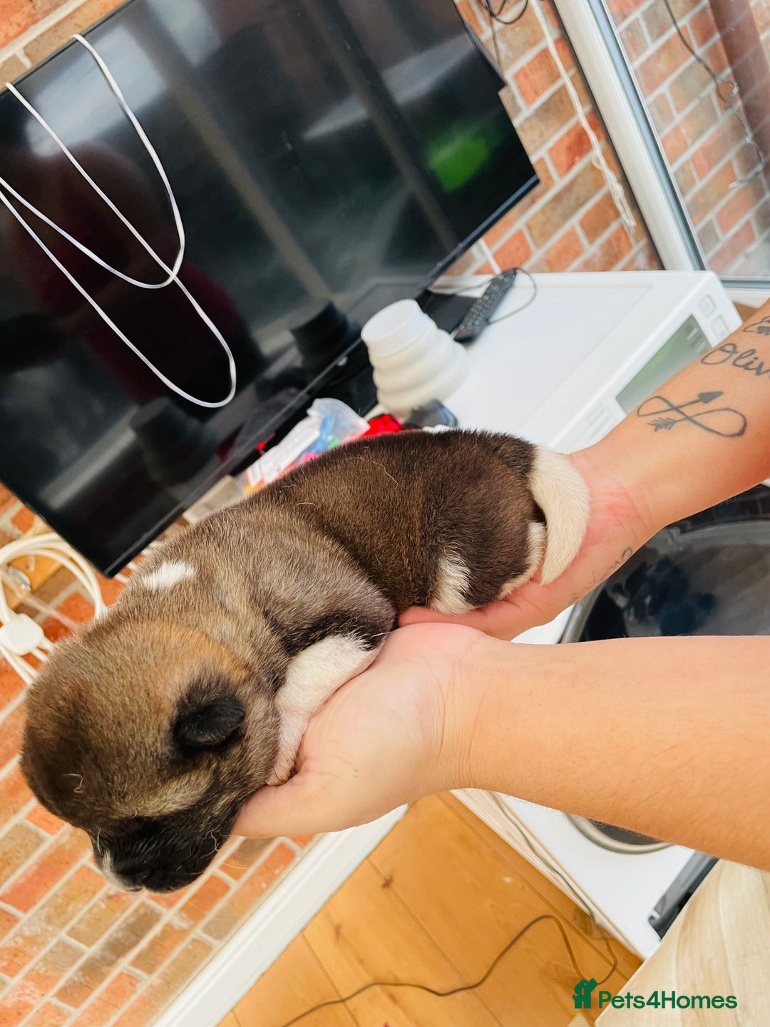 Akita dogs for sale: AMERICAN AKITA PUPPIES FOR SALE - Advert 7