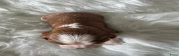 Cavalier King Charles Spaniel dogs for sale: KC Cavalier King Charles DNA 5* licensed home bred - Advert 38