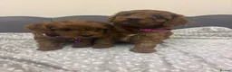 Cavapoo dogs for sale: Stunning F1 Toy Cavapoo Pups - Advert 3