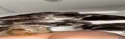 Mixed Breed cats for sale: Beautiful kittens ready now  - Advert 8