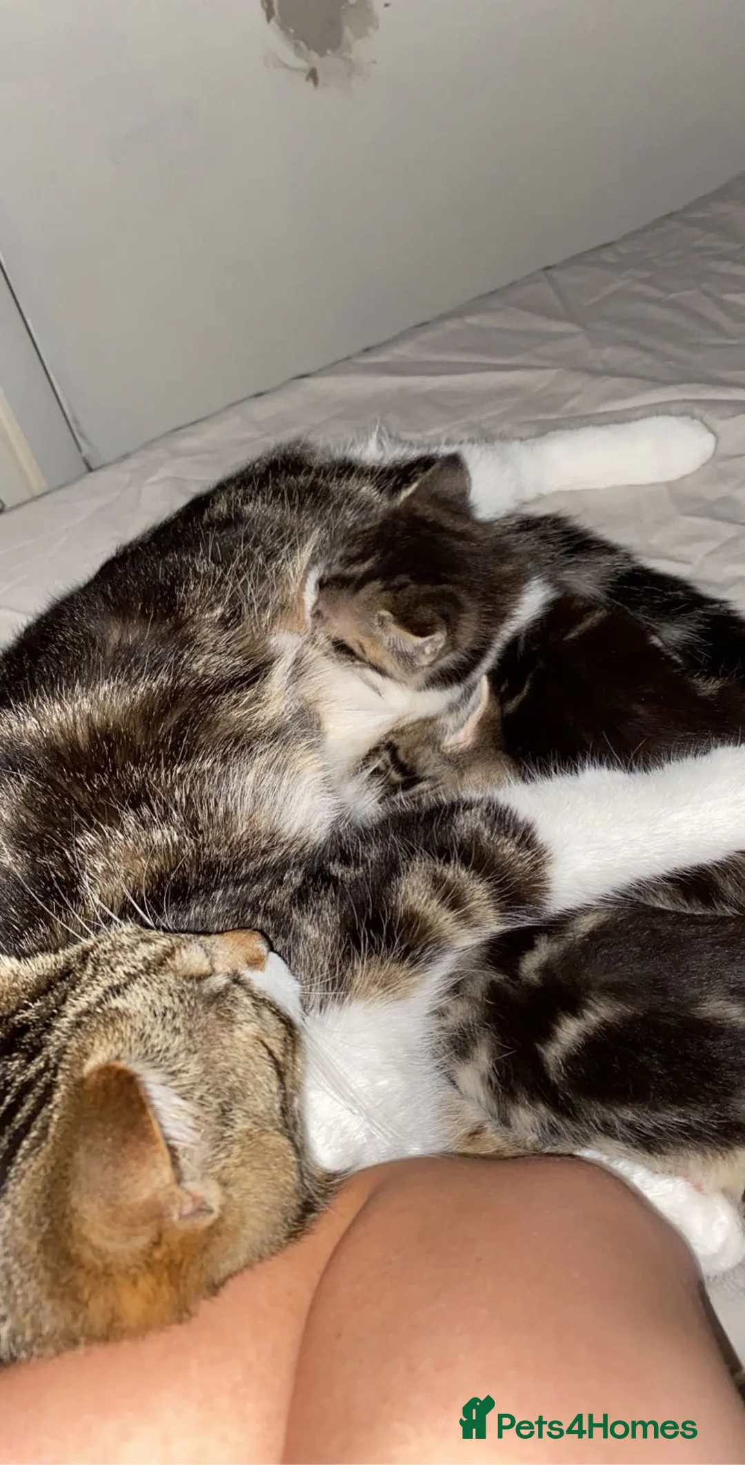 Mixed Breed cats for sale: Beautiful kittens ready now  - Advert 8