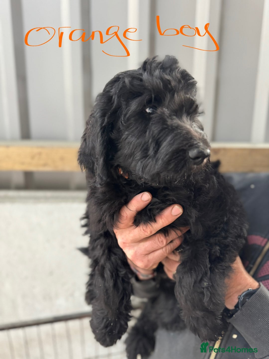 Goldendoodle dogs for sale:  F1b golden doodle puppies ready to go.  in Llandeilo - Image 20