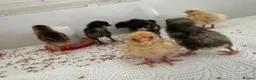 Mixed Breed poultry for sale: Day old chicks mixed breeds  in Goole - Advert 2