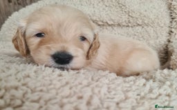 Labradoodle dogs for sale: Rare Roan Ebony Tiny/Mini Labradoodlese Puppies  - Image 4