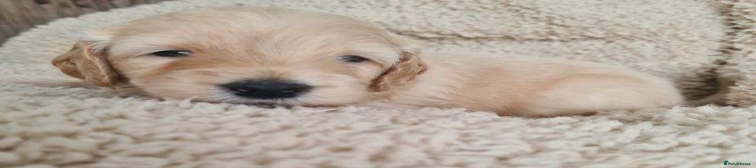 Black Collar - Light Apricot/ Golden Boy