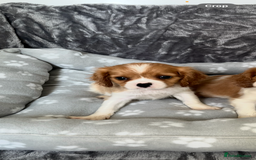 Cavalier King Charles Spaniel dogs for sale: Health tested stunning puppies - Advert 16