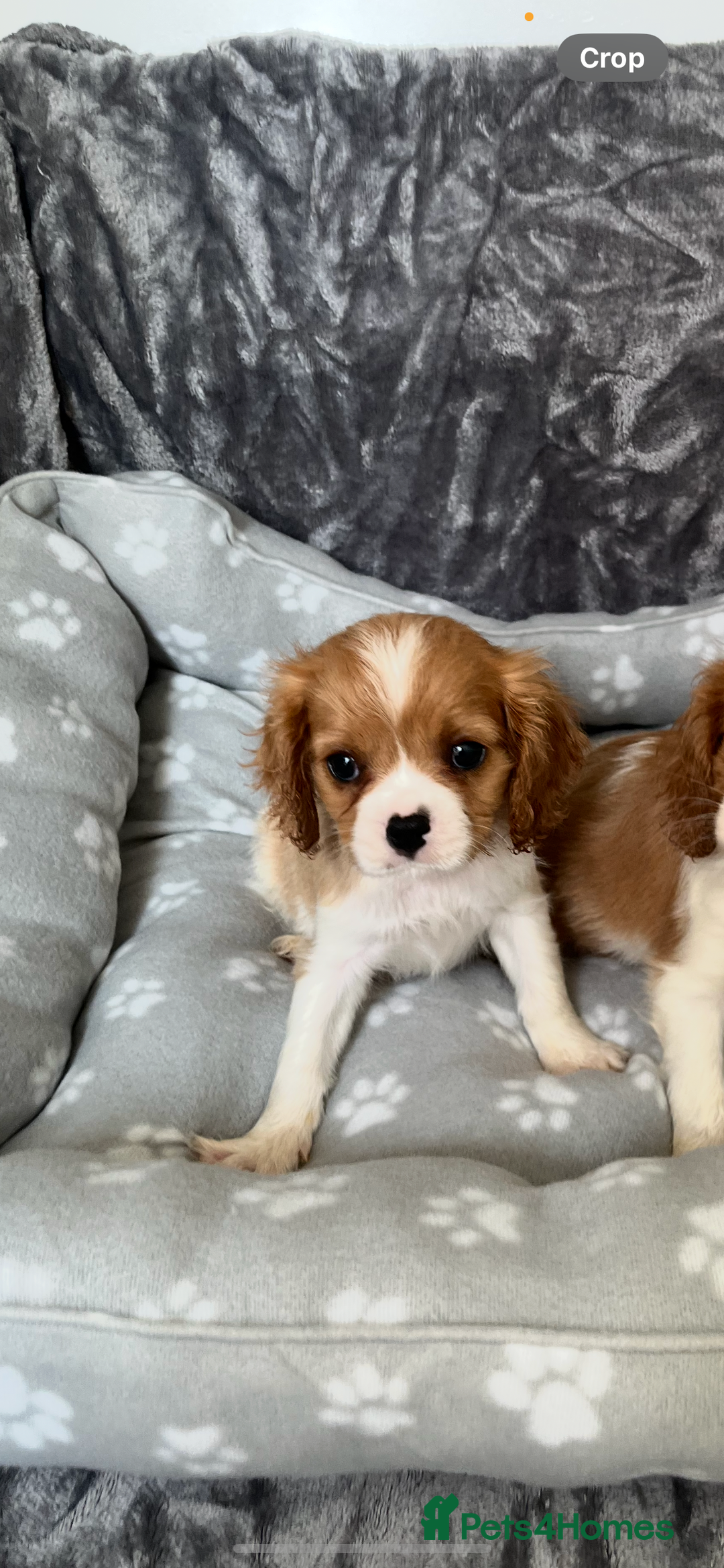 Cavalier King Charles Spaniel dogs for sale: Health tested stunning puppies - Advert 16