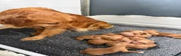 Golden Retriever dogs for sale: Stunning kc reg golden retriever puppies  - Advert 11