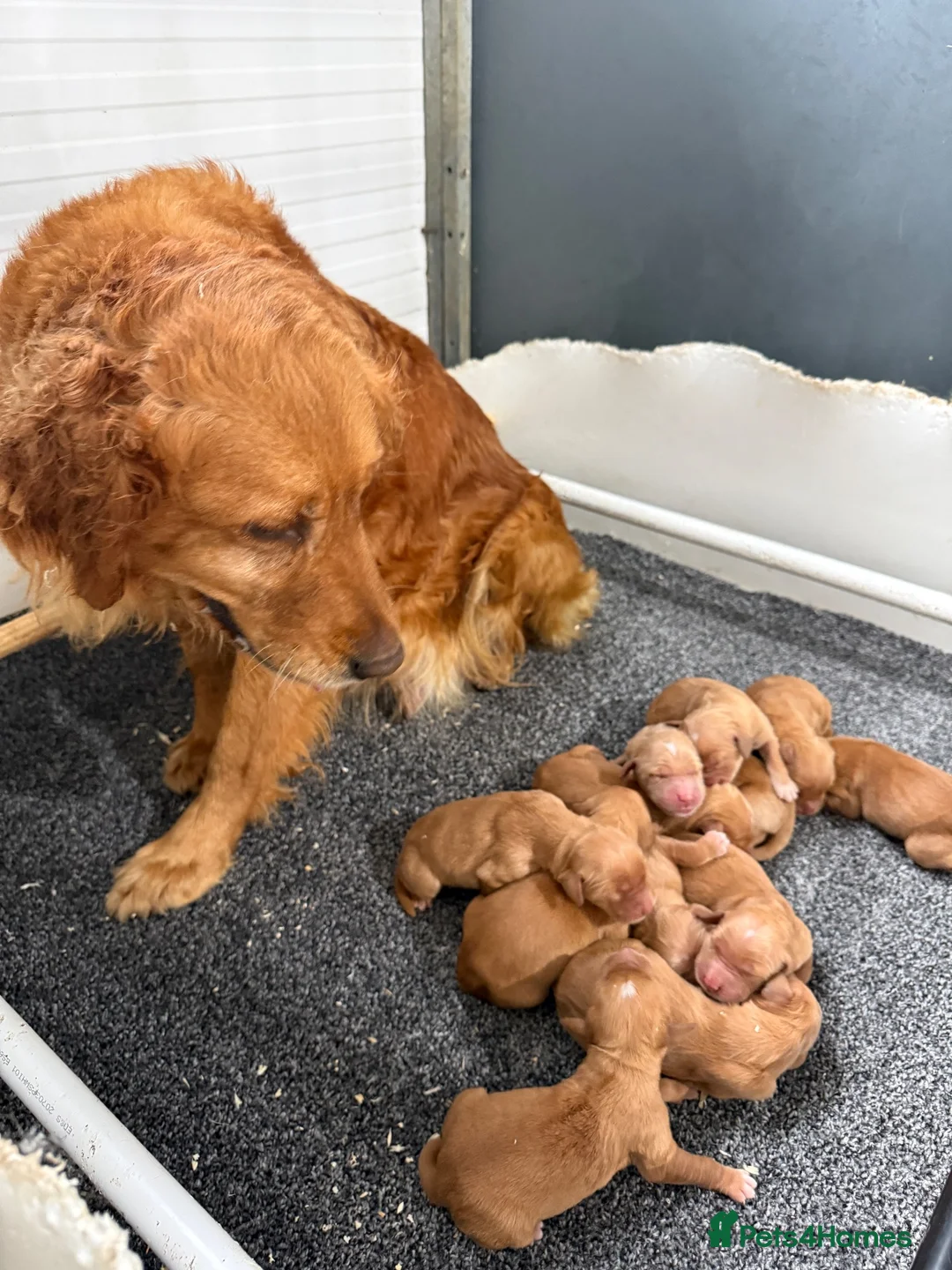 Golden Retriever dogs for sale: Stunning kc reg golden retriever puppies  - Advert 11