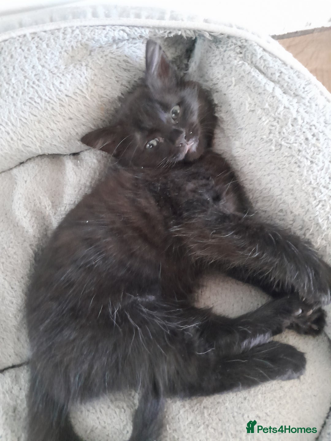 British Longhair cats for sale: Beautiful kitten for sale - Image 13