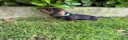 Dachshund dogs for sale: Wire haired standard dachshund teckel puppies  - Advert 9