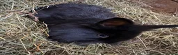 Mini Lion Lop rabbits for sale: Mini lion liops  - Advert 9