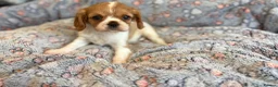 Cavalier King Charles Spaniel dogs for sale: Ruby&blenheim puppies  - Advert 11