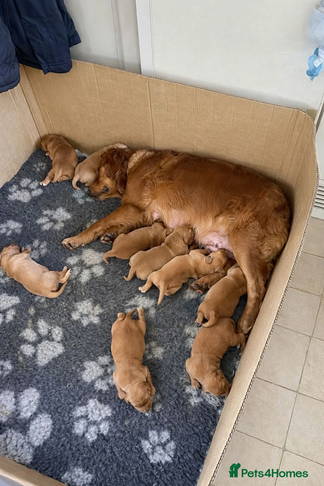 Golden Retriever dogs for sale: Beautiful dark golden retrievers KC Registered in Burgess Hill - Advert 7