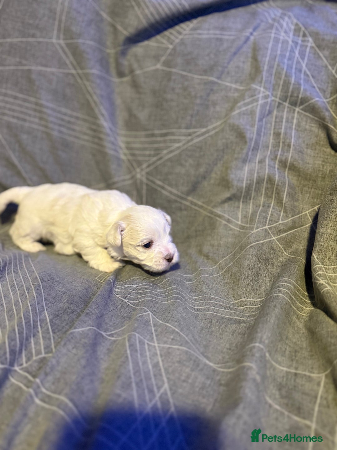 Maltese dogs for sale: Beautiful Maltese puppies for sale - Advert 12